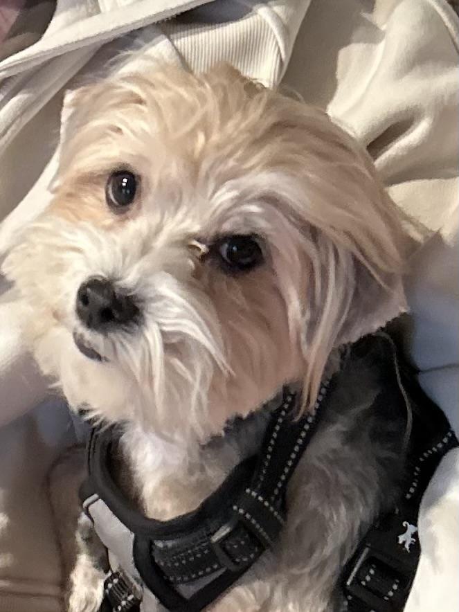 Enlarge Lexi, an adopted Havanese in POTOMAC, MD image 4/6