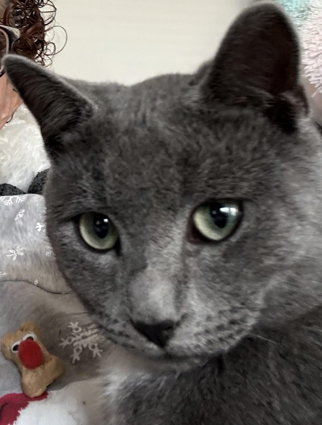Grayson, Adopted, Young Male Russian Blue.