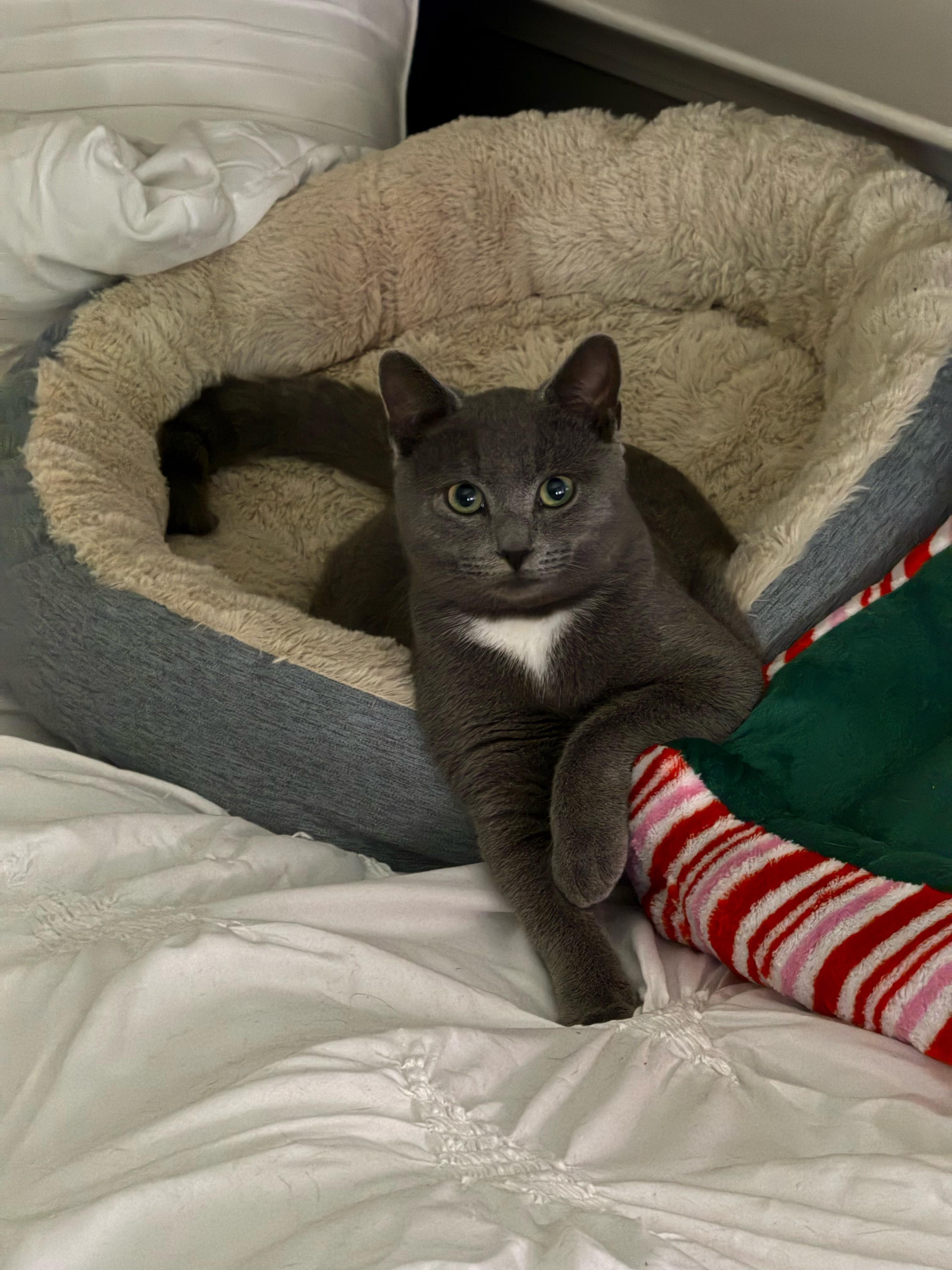 Enlarge Grayson, a Adopted mixed breed in Savannah, GA image 2/2