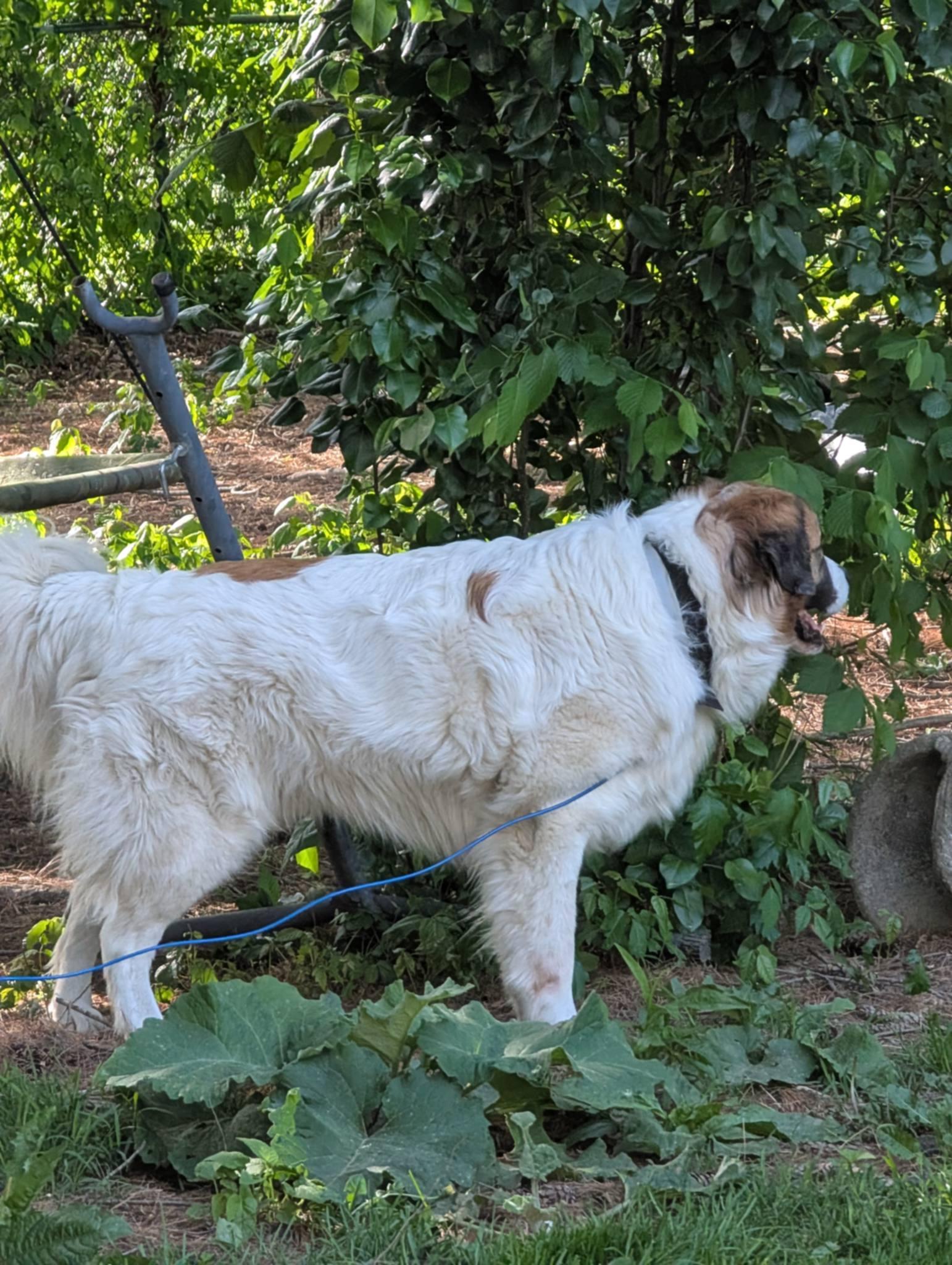 Enlarge Astro, a Adopted mixed breed in Alliance, OH image 1/3