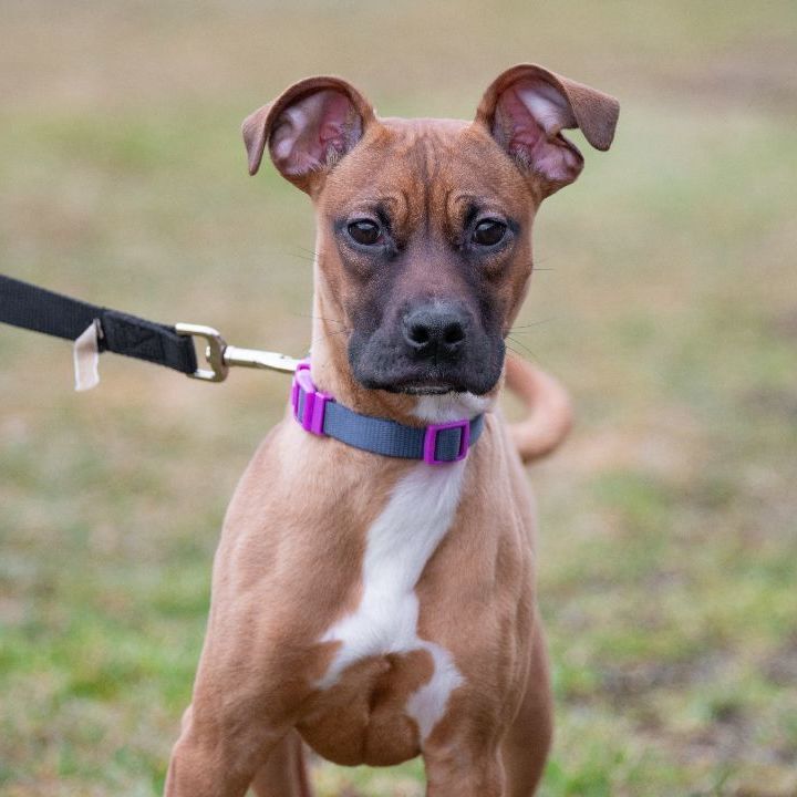 Enlarge MADDIE, a Adoptable mixed breed in Indiana, PA image 1/1