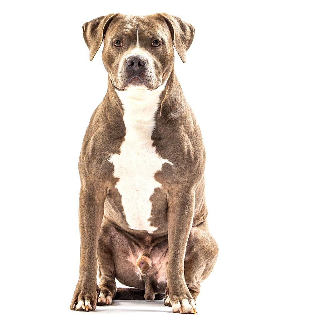 Haites, a Adoptable mixed breed in Reno, NV image 1/6