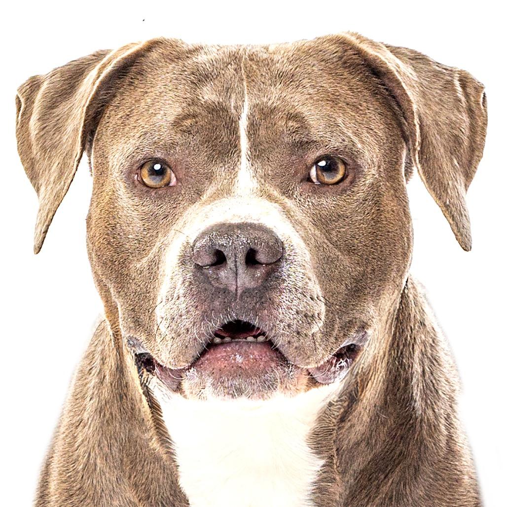 Haites, a Adoptable mixed breed in Reno, NV image 2/6