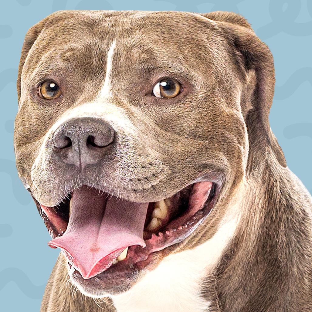 Haites, a Adoptable mixed breed in Reno, NV image 3/6
