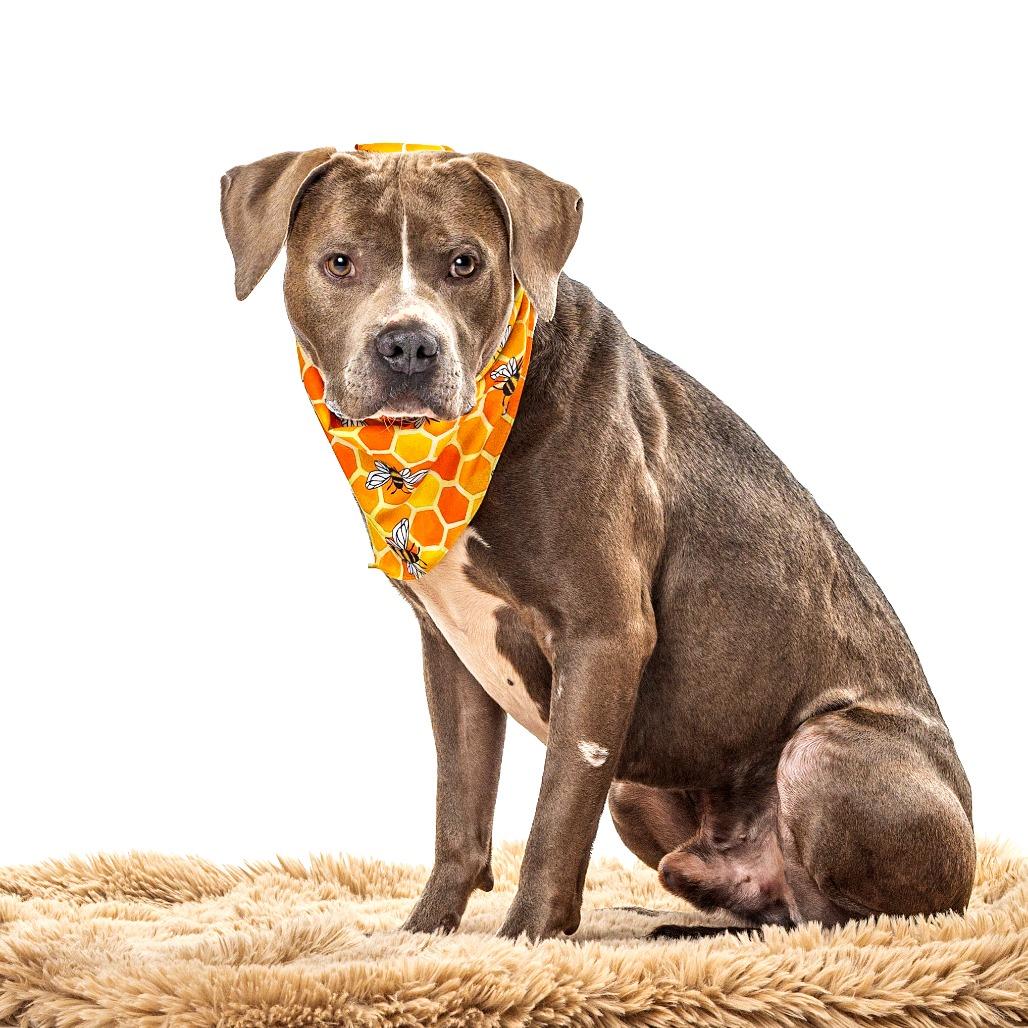 Haites, a Adoptable mixed breed in Reno, NV image 4/6