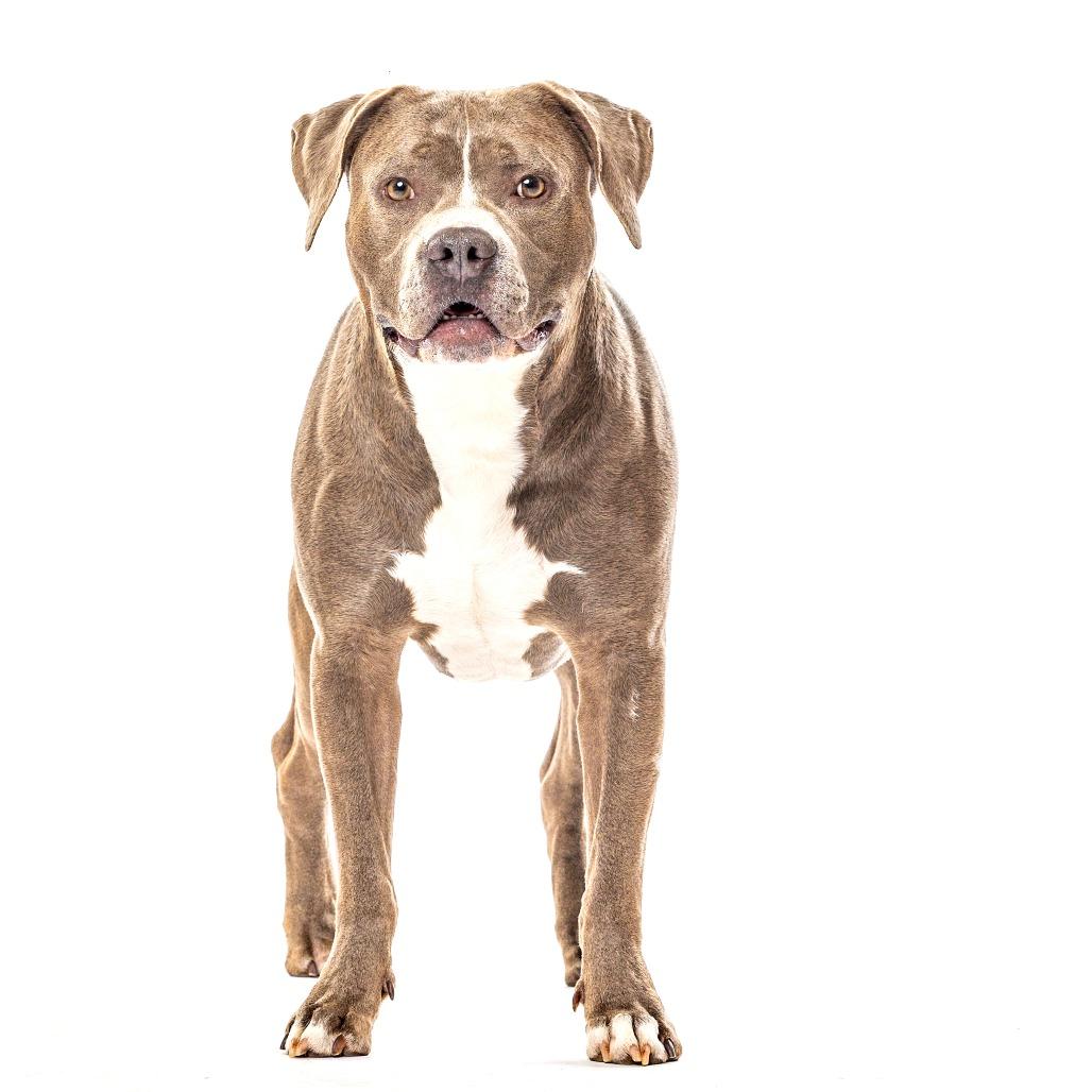 Haites, a Adoptable mixed breed in Reno, NV image 5/6