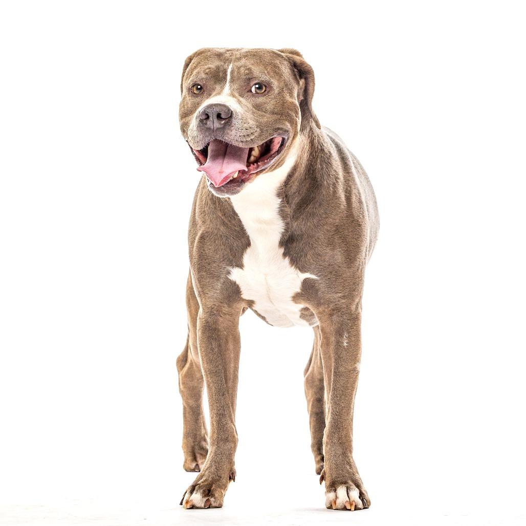 Haites, a Adoptable mixed breed in Reno, NV image 6/6