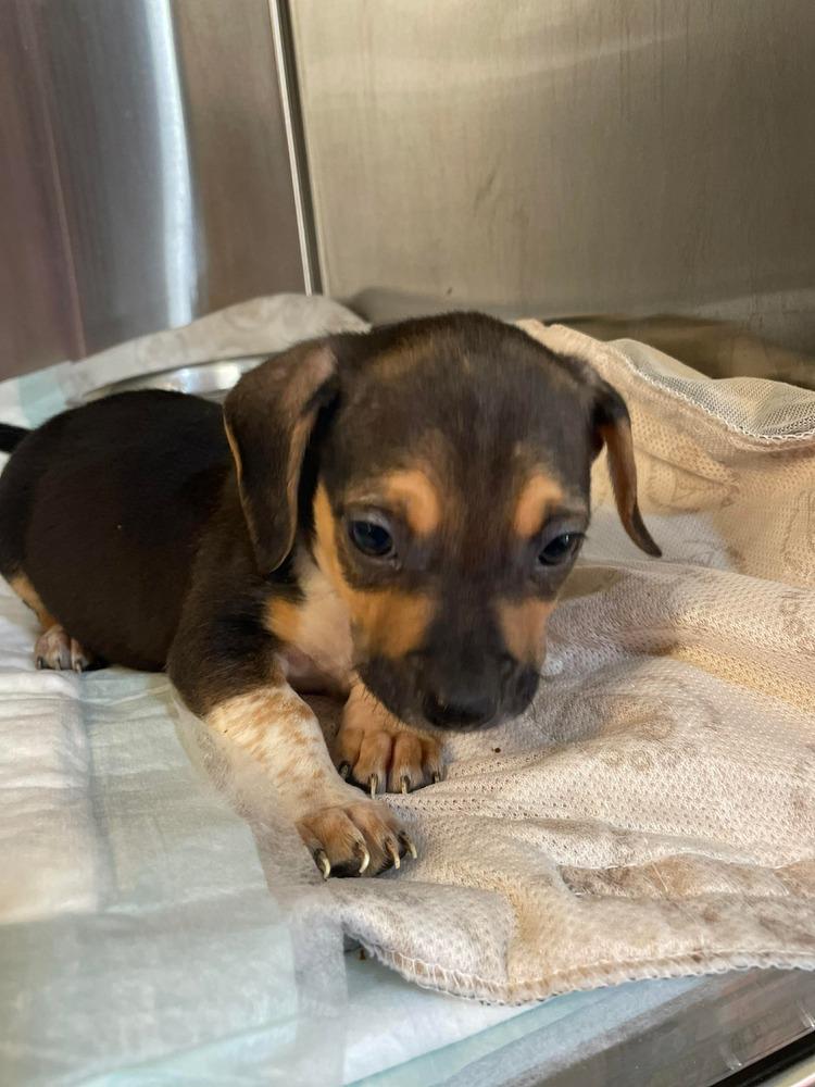 Jade pup - Blitzen, Adoptable, Puppy Male Mixed Breed.