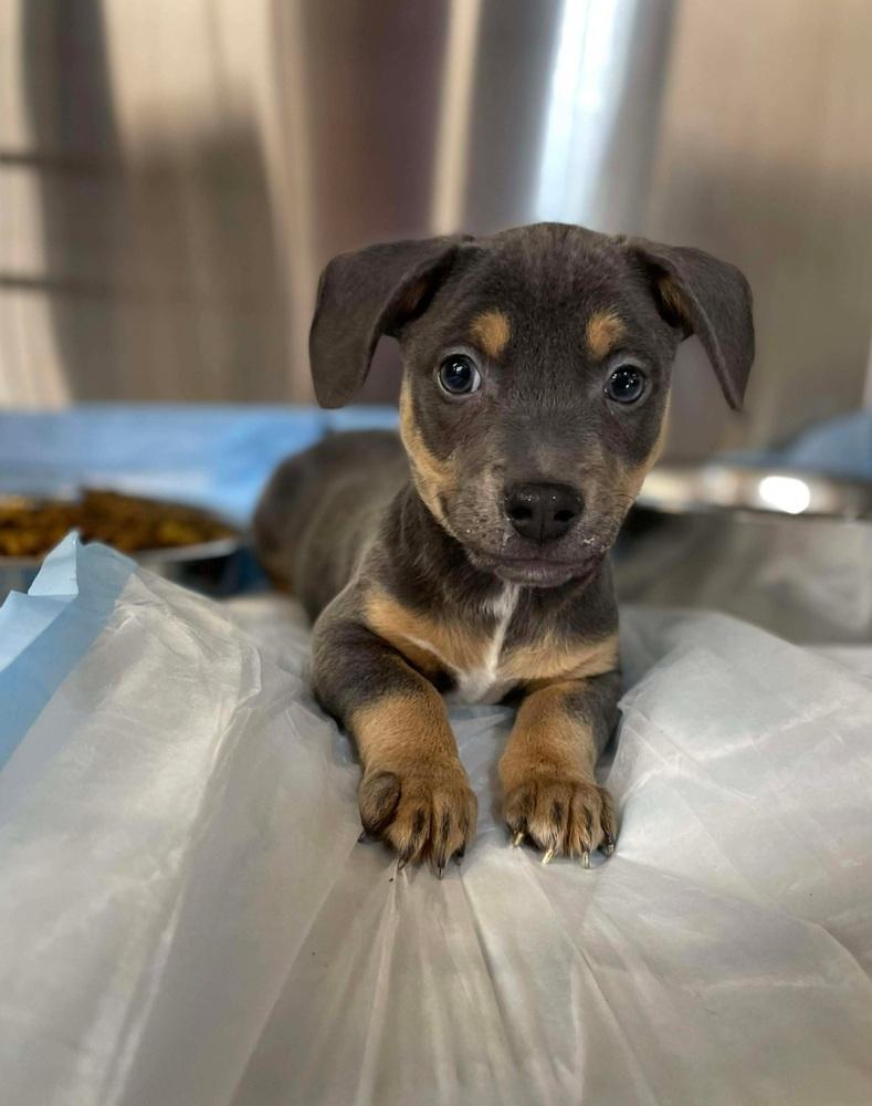 Enlarge Jade pup - Blitzen, a Adoptable mixed breed in Warrenton, MO image 2/6