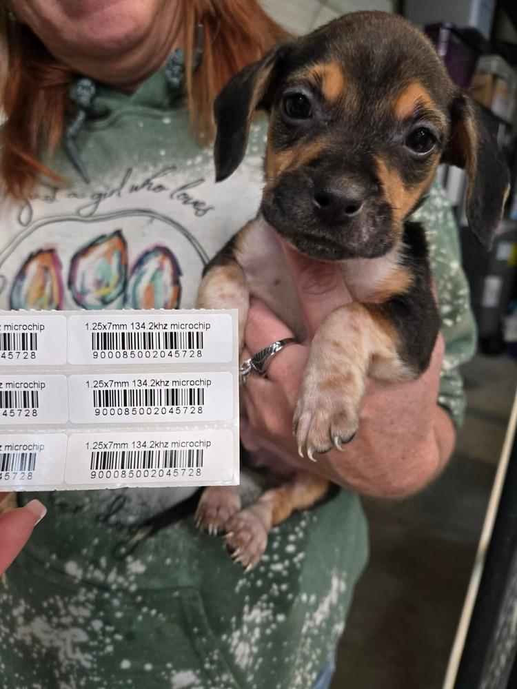 Jade pup - Blitzen, a Adoptable mixed breed in Warrenton, MO image 3/4