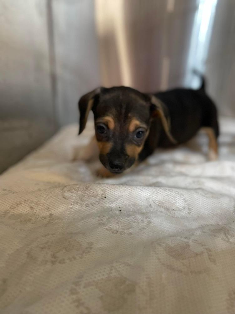 Jade pup - Blitzen, a Adoptable mixed breed in Warrenton, MO image 4/4