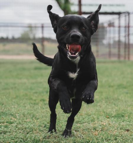 Kevin, Adoptable, Young Male Spaniel.