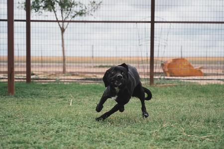 Enlarge Kevin, a Adoptable Spaniel in Lubbock, TX image 2/6