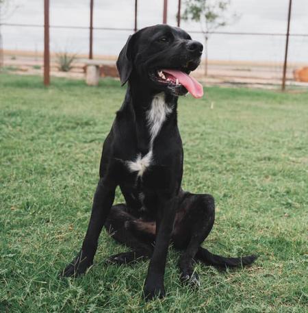 Enlarge Kevin, a Adoptable Spaniel in Lubbock, TX image 3/6