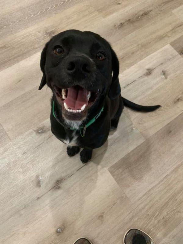 Enlarge Kevin, a Adoptable Spaniel in Lubbock, TX image 4/6