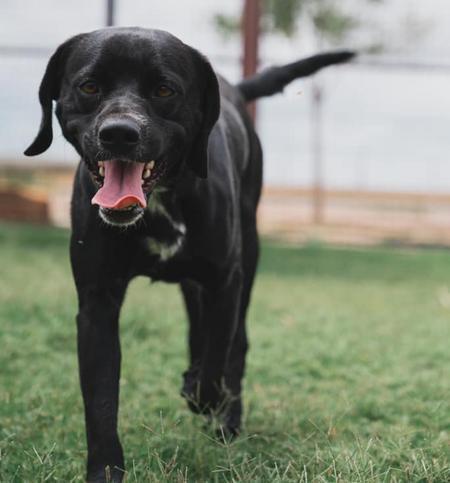 Enlarge Kevin, a Adoptable Spaniel in Lubbock, TX image 5/6