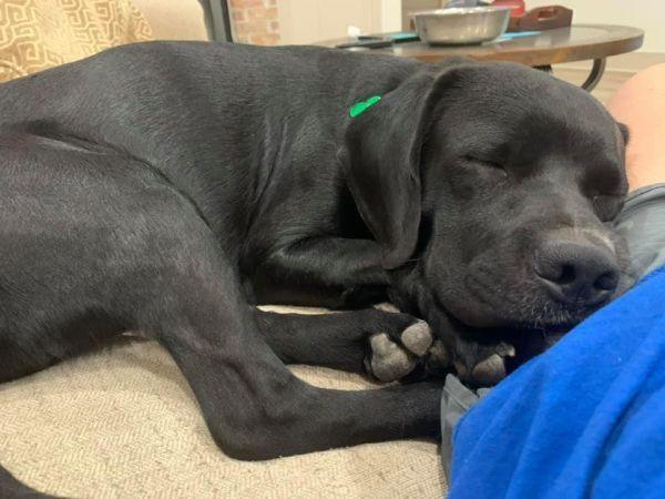 Enlarge Kevin, a Adoptable Spaniel in Lubbock, TX image 6/6