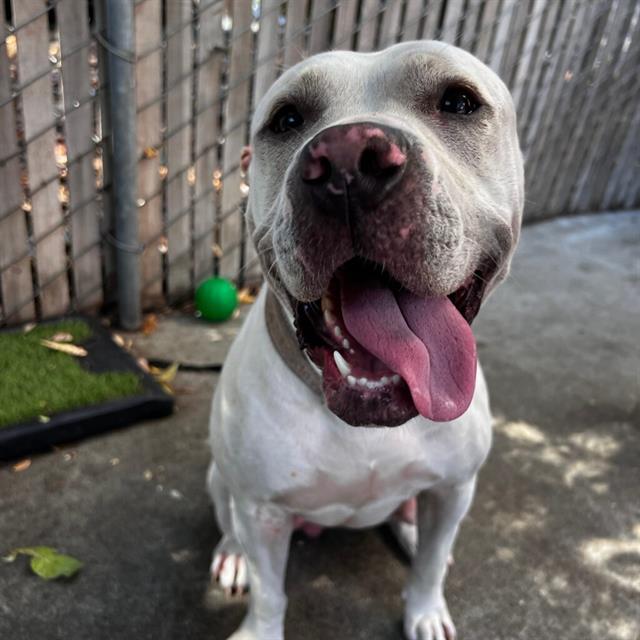 Enlarge GISELLE, a Adoptable Pit Bull Terrier in Alameda, CA image 1/1