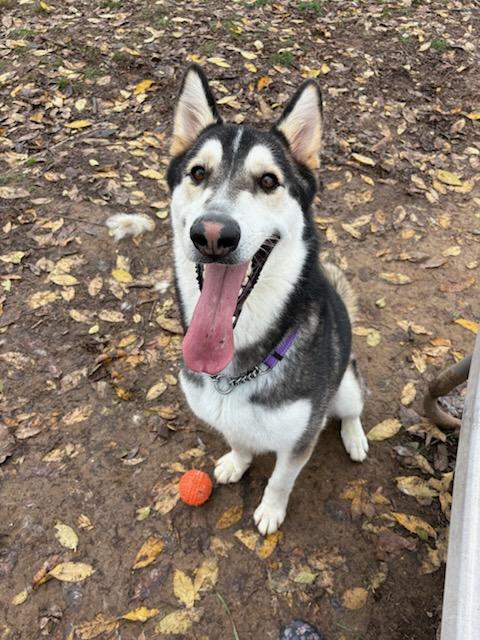 Enlarge Manny, a Adoptable mixed breed in Jefferson City, MO image 1/6