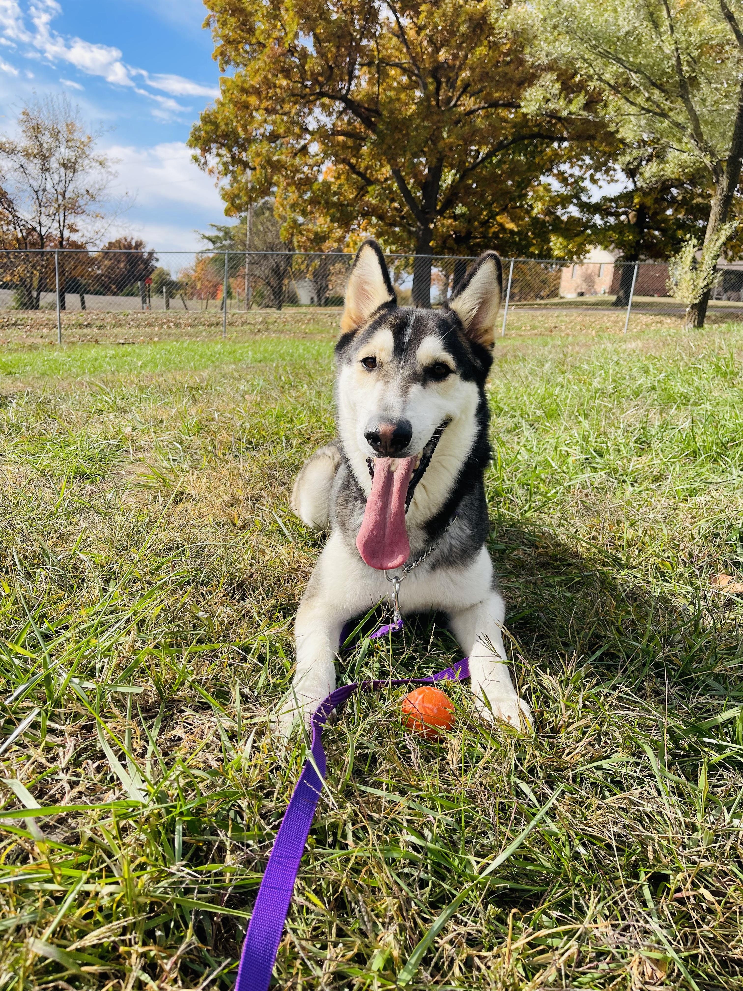 Enlarge Manny, a Adoptable mixed breed in Jefferson City, MO image 2/6
