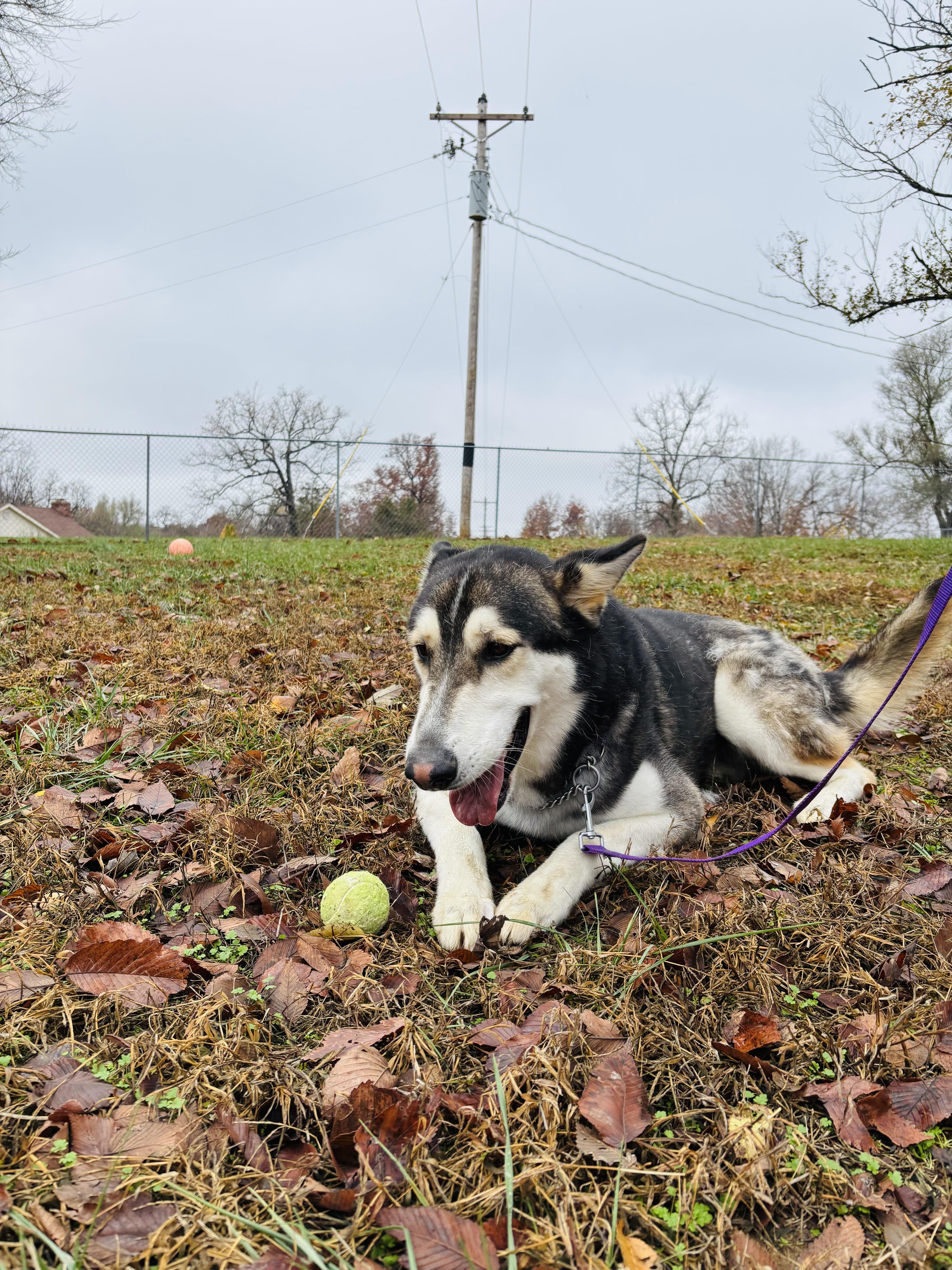 Enlarge Manny, a Adoptable mixed breed in Jefferson City, MO image 4/6