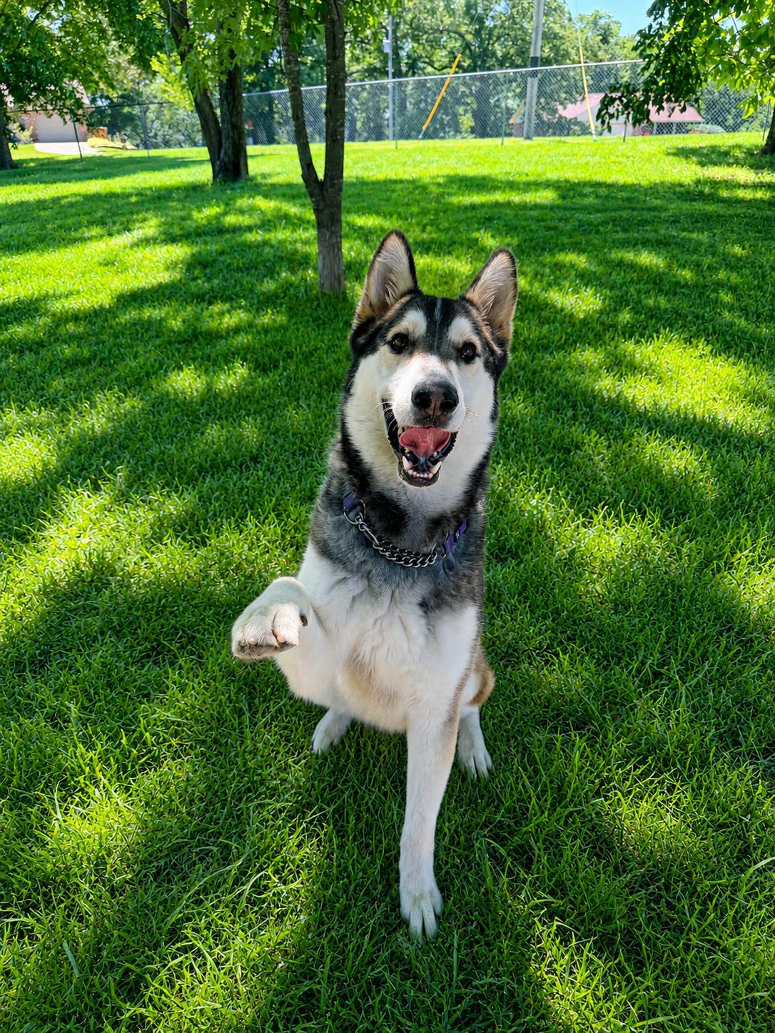 Manny, Adoptable, Young Male Husky & Siberian Husky.