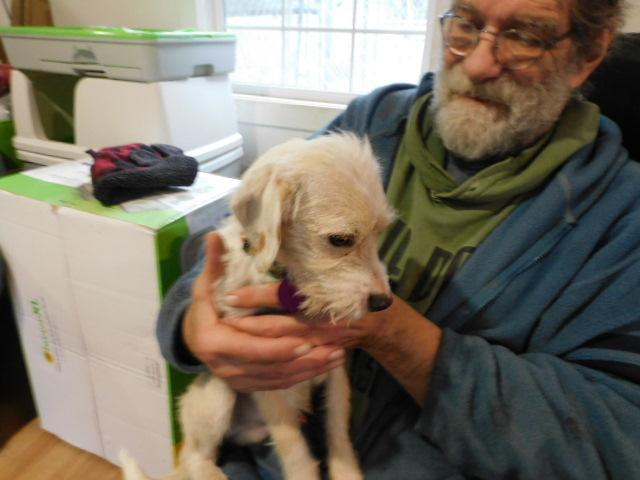 BURGER, adopted, Young Male Jack Russell Terrier & Poodle.