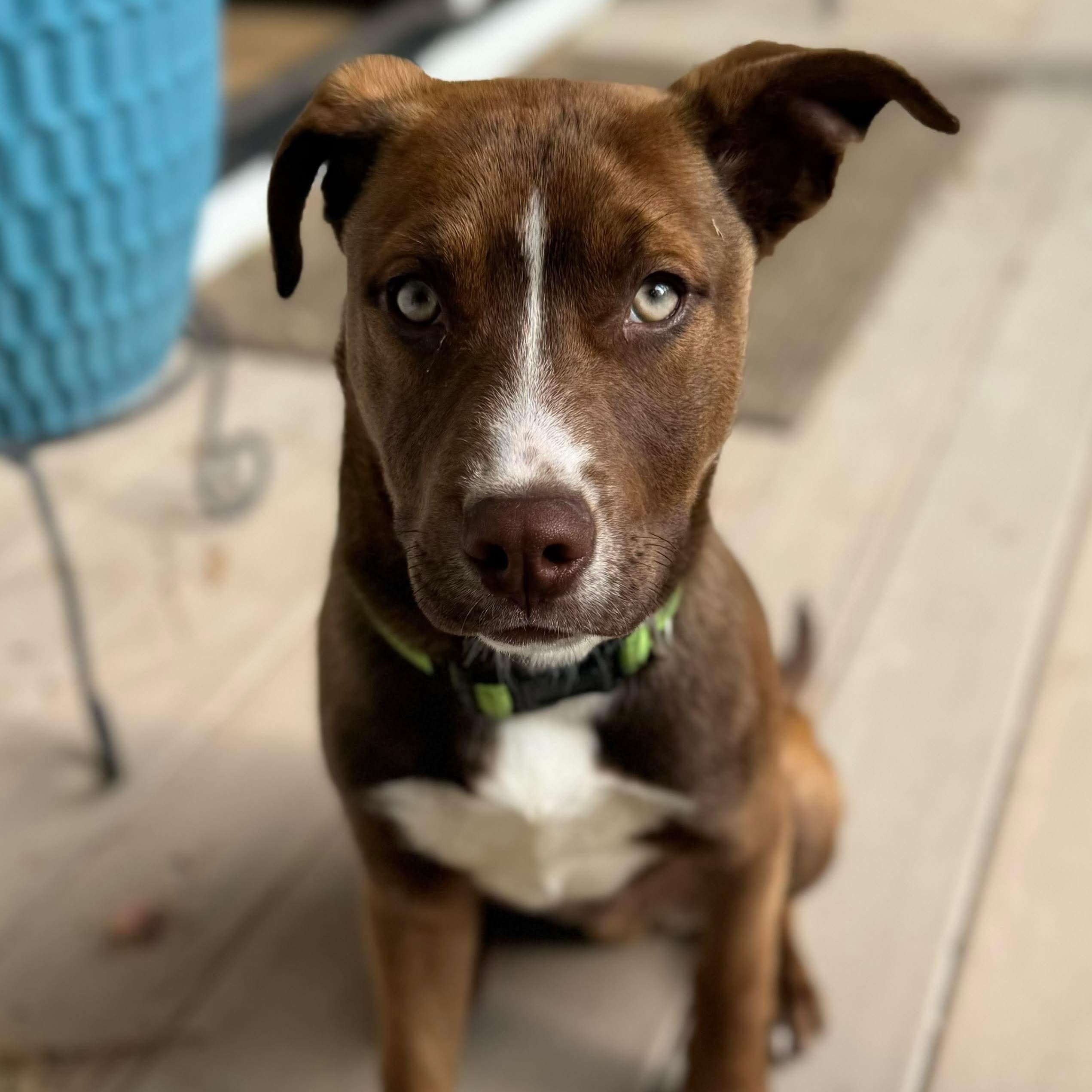 Enlarge Chief, a Adoptable mixed breed in Wando, SC image 4/6