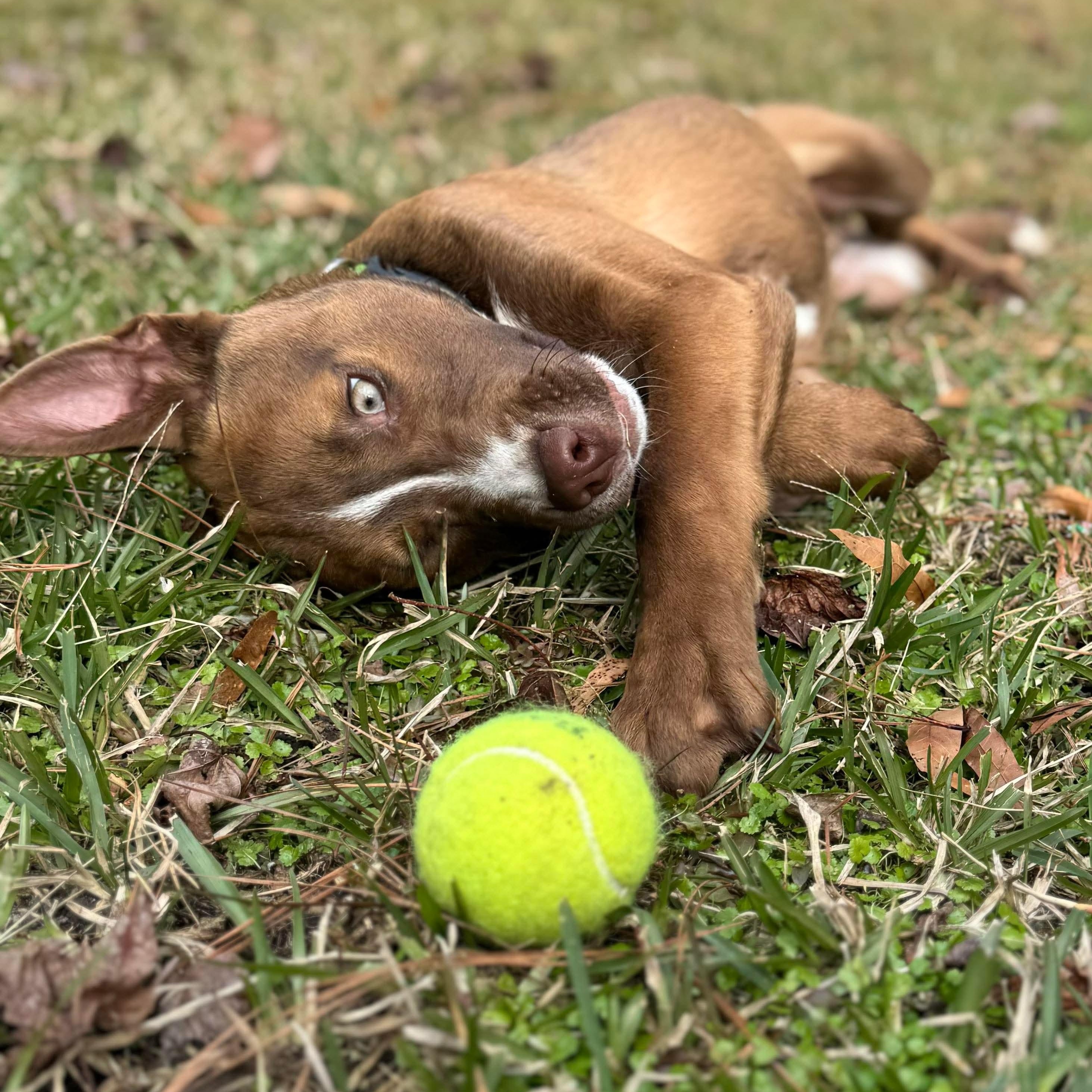 Enlarge Chief, a Adoptable mixed breed in Wando, SC image 3/6