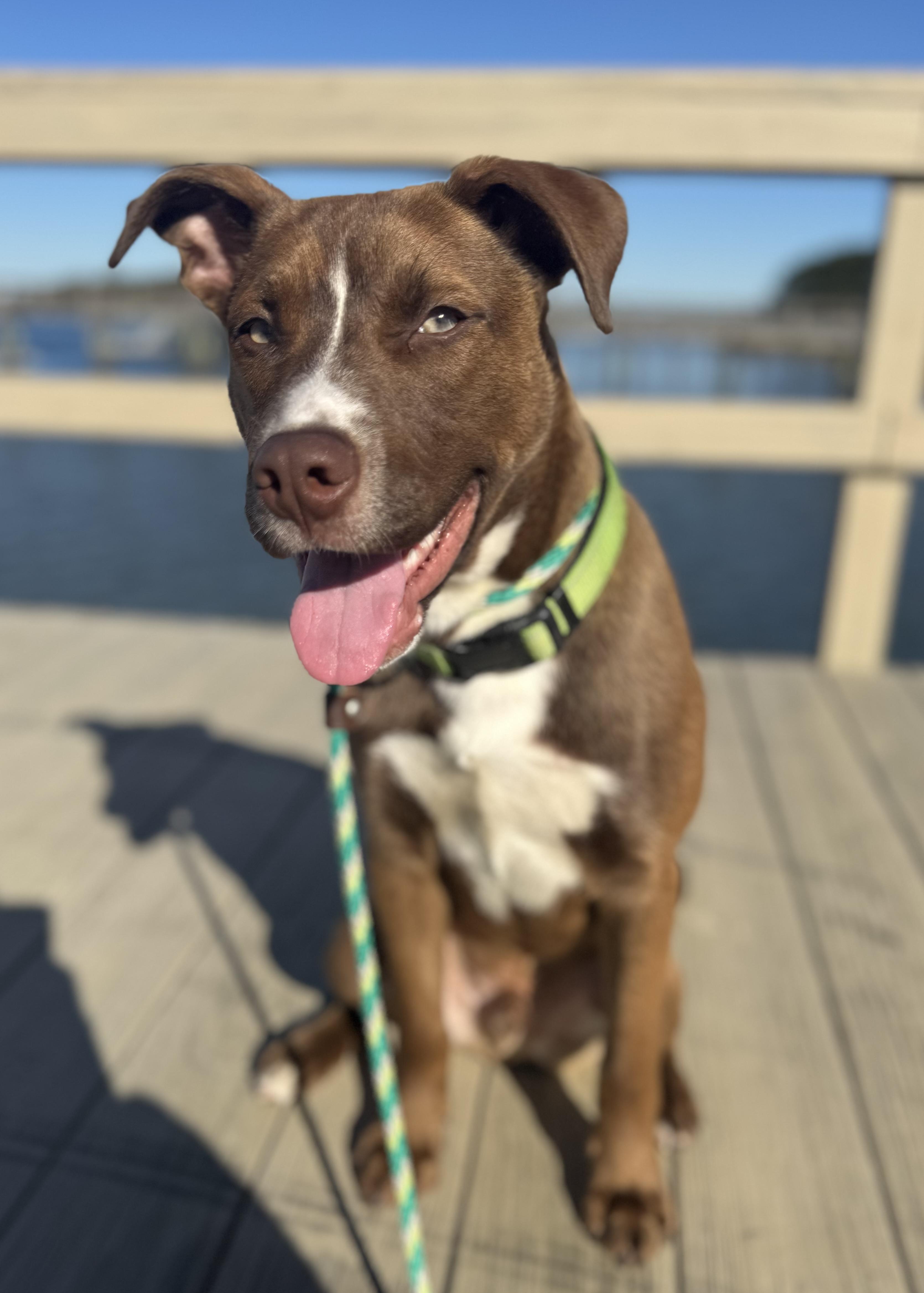 Chief, Adoptable, Puppy Male Labrador Retriever & Shepherd.