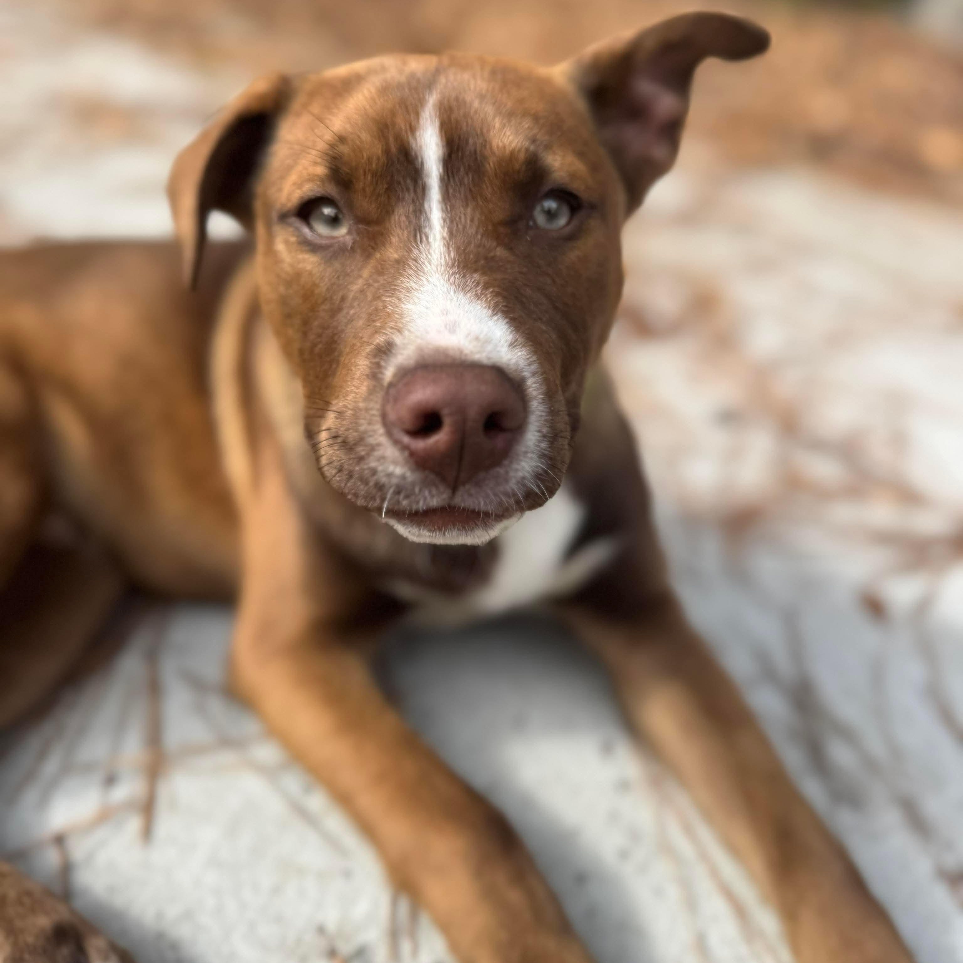 Enlarge Chief, a Adoptable mixed breed in Wando, SC image 1/6