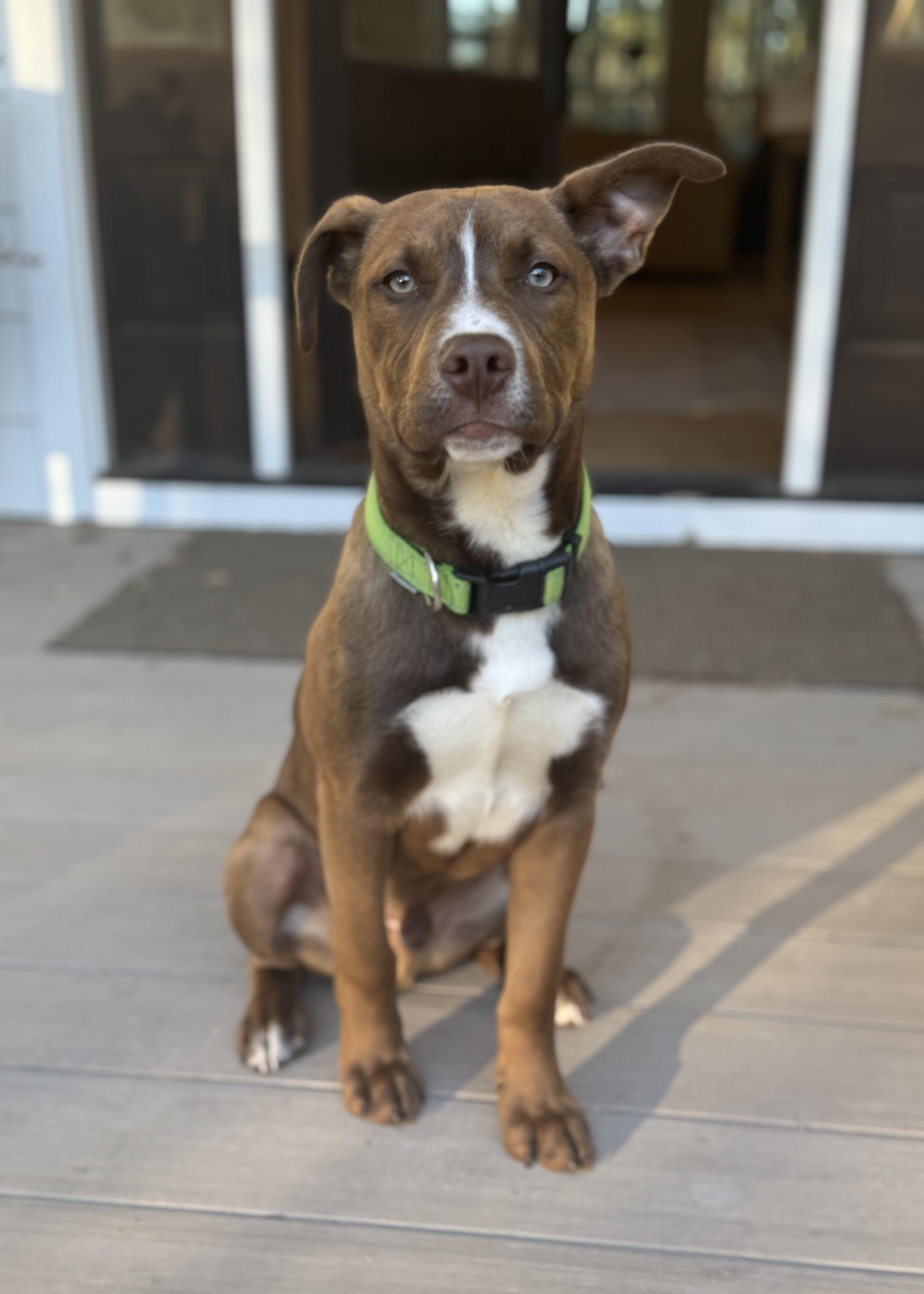 Enlarge Chief, a Adoptable mixed breed in Wando, SC image 5/6