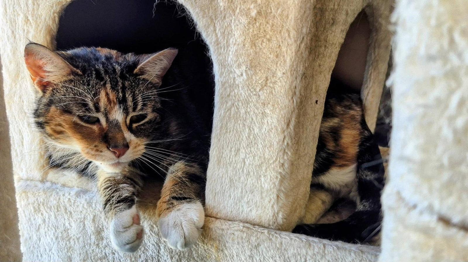 Cali, Adoptable, Young Female Domestic Short Hair.
