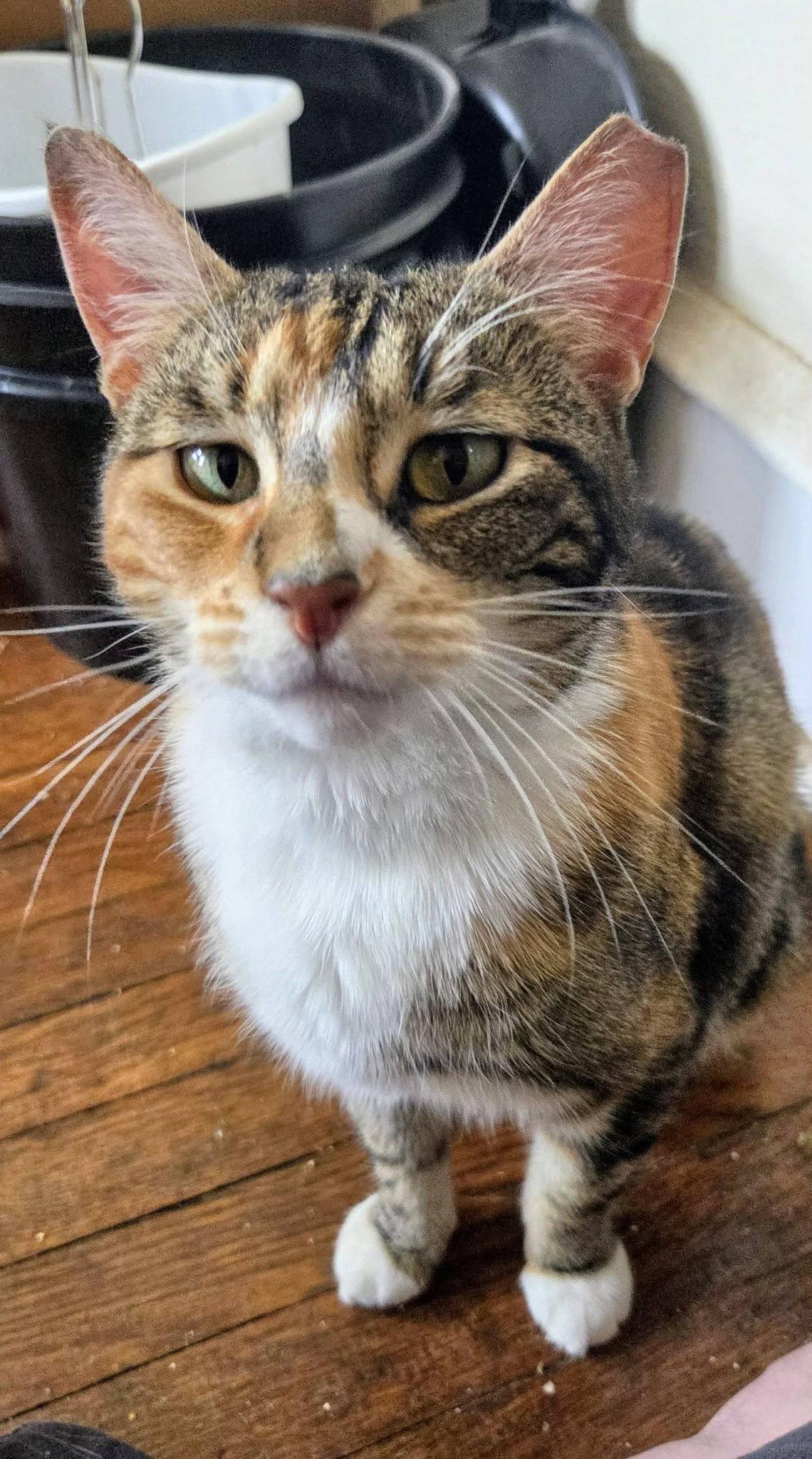 Enlarge Cali, a Adoptable Domestic Short Hair in Newtown Square, PA image 2/3