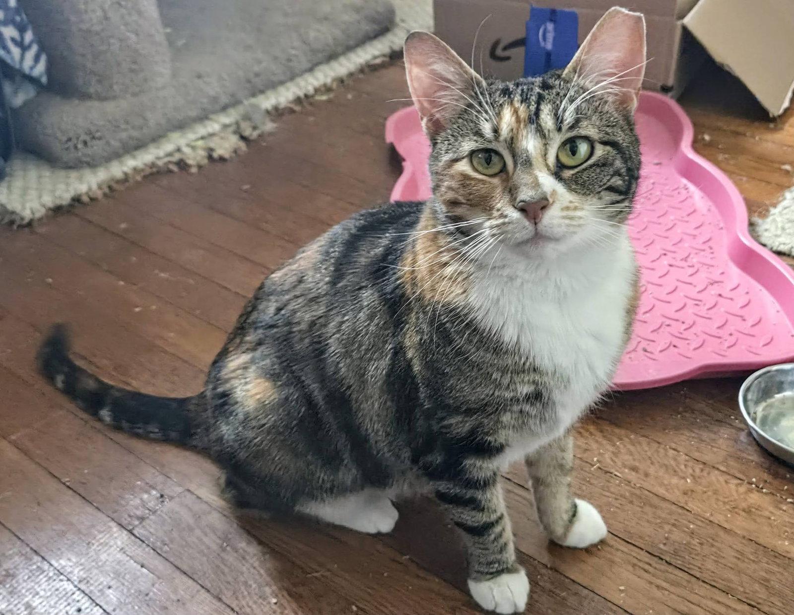 Enlarge Cali, a Adoptable Domestic Short Hair in Newtown Square, PA image 3/3