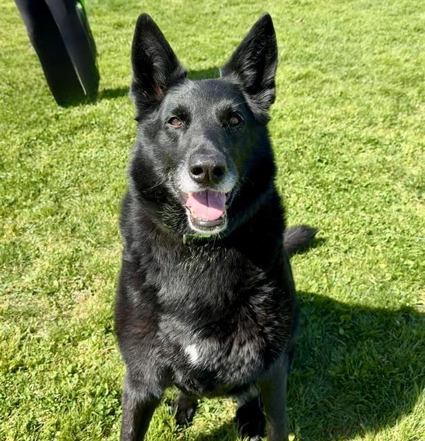 LADY, Adoptable, Senior Female German Shepherd Dog.