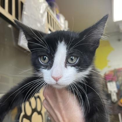 JJ, adopted, Young Male Domestic Short Hair.