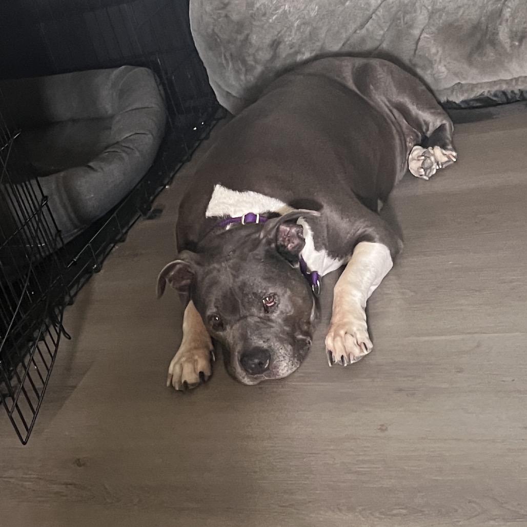 Enlarge Blue, a Adoptable Pit Bull Terrier in Los Angeles, CA image 2/6