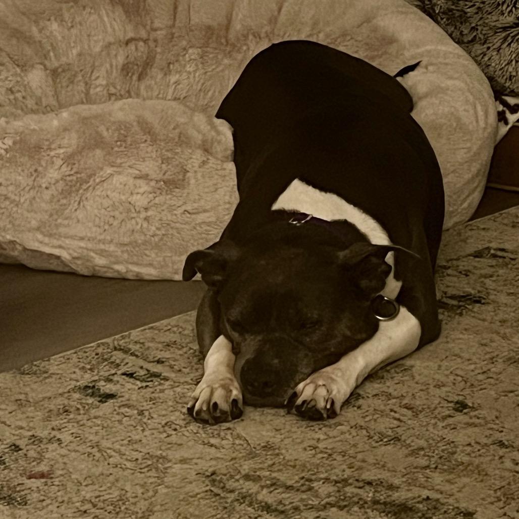 Enlarge Blue, a Adoptable Pit Bull Terrier in Los Angeles, CA image 3/6