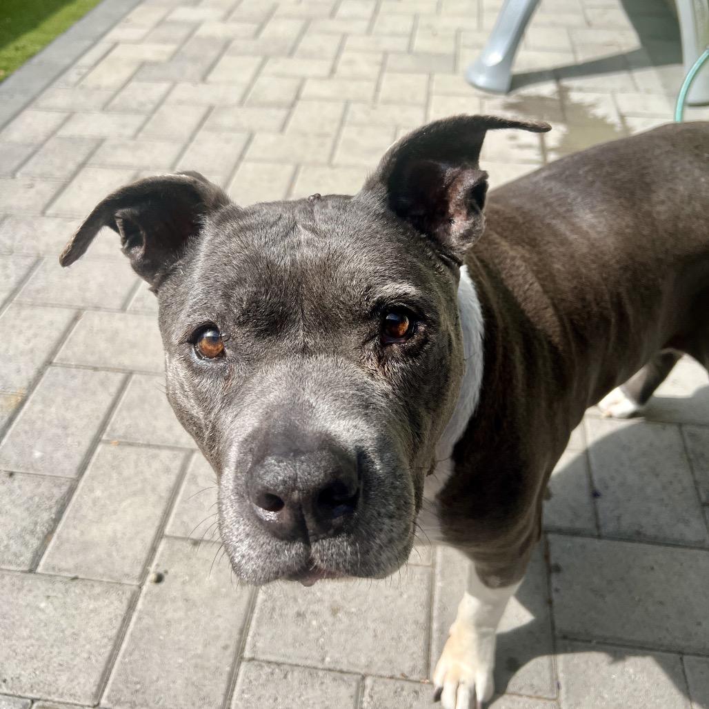 Enlarge Blue, a Adoptable Pit Bull Terrier in Los Angeles, CA image 4/6