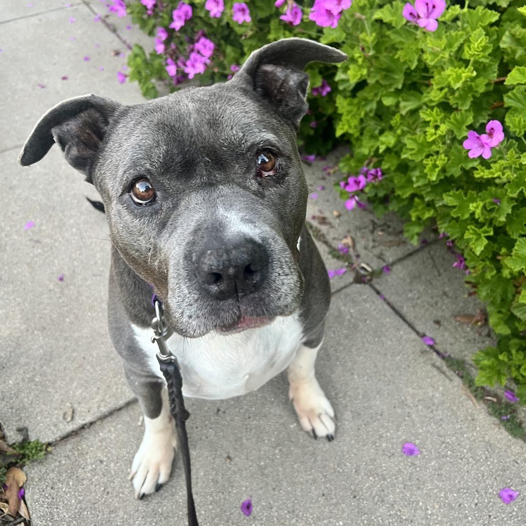 Enlarge Blue, a Adoptable Pit Bull Terrier in Los Angeles, CA image 5/6