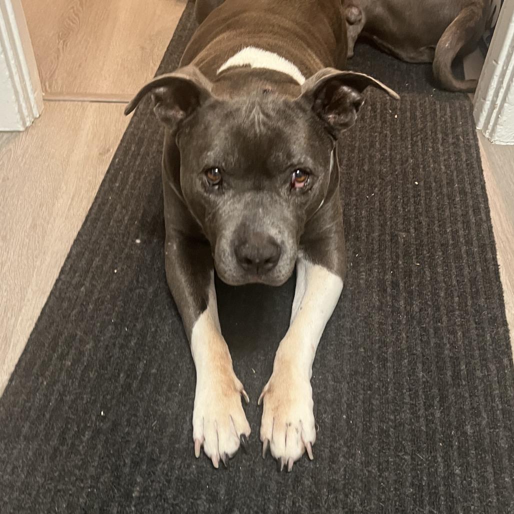 Enlarge Blue, a Adoptable Pit Bull Terrier in Los Angeles, CA image 6/6