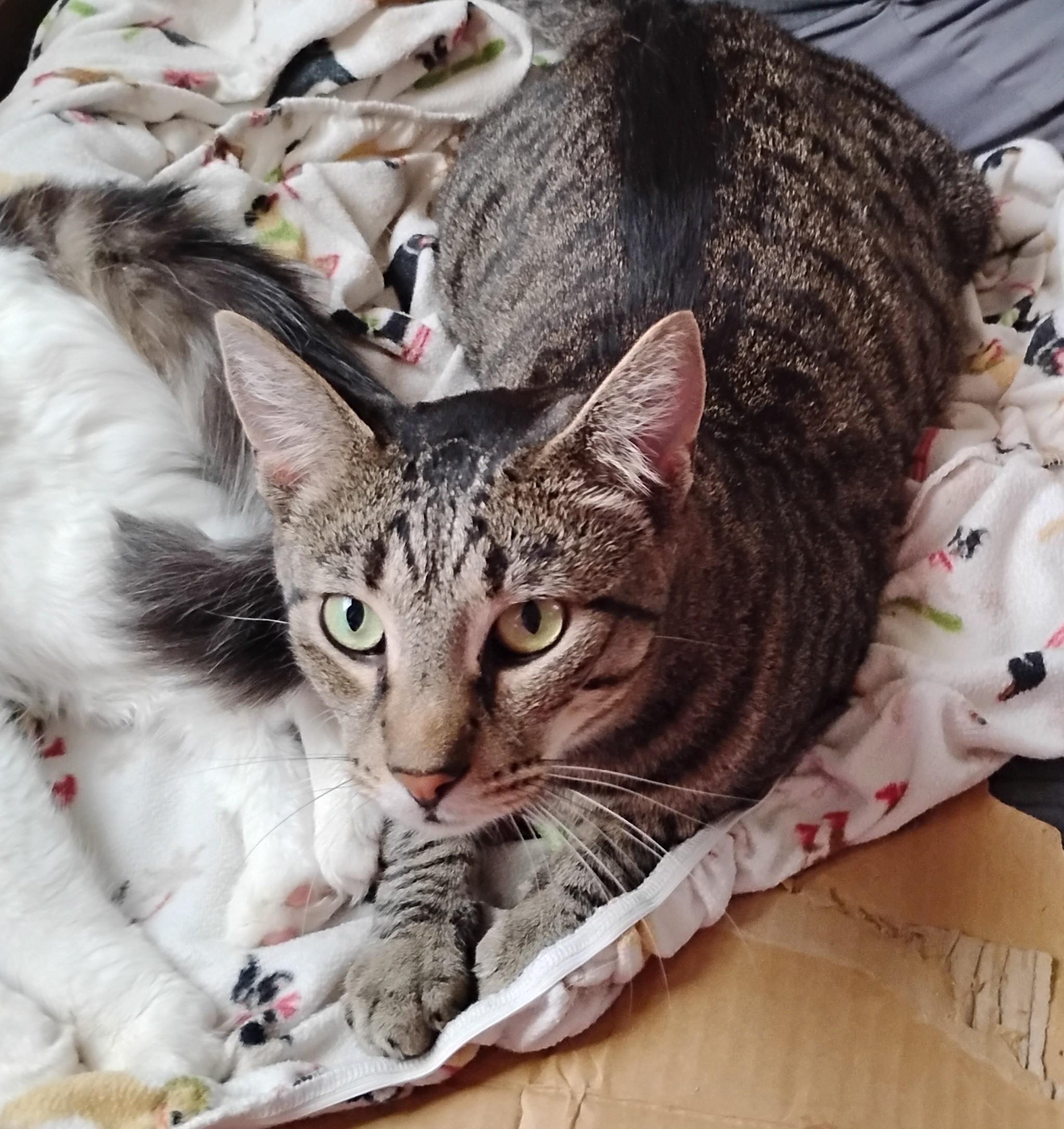 Enlarge Barnaby, a Adoptable Domestic Short Hair in Woodland, CA image 4/6