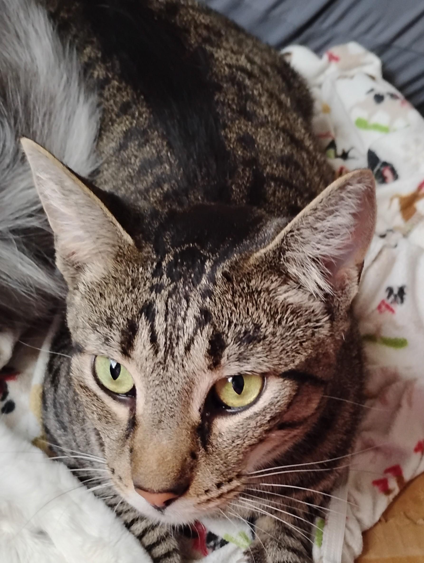 Enlarge Barnaby, a Adoptable Domestic Short Hair in Woodland, CA image 3/6