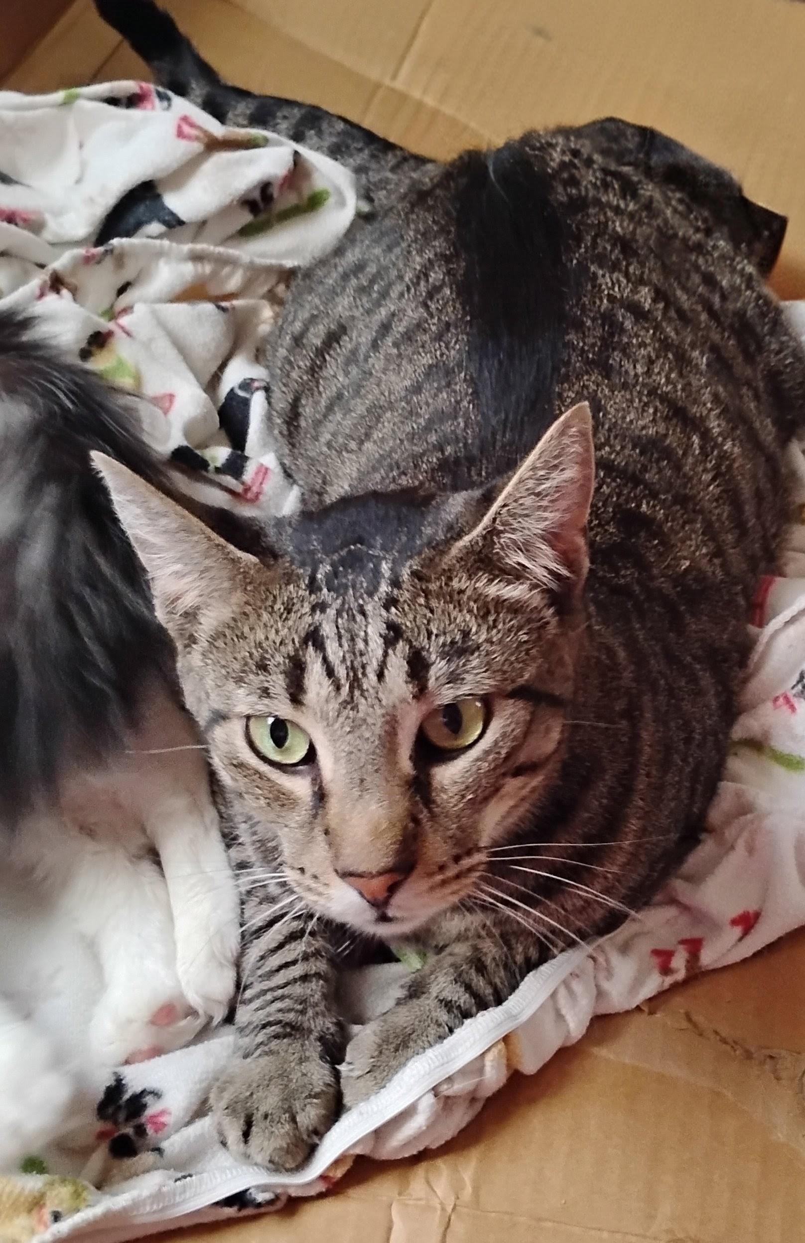 Enlarge Barnaby, a Adoptable Domestic Short Hair in Woodland, CA image 6/6