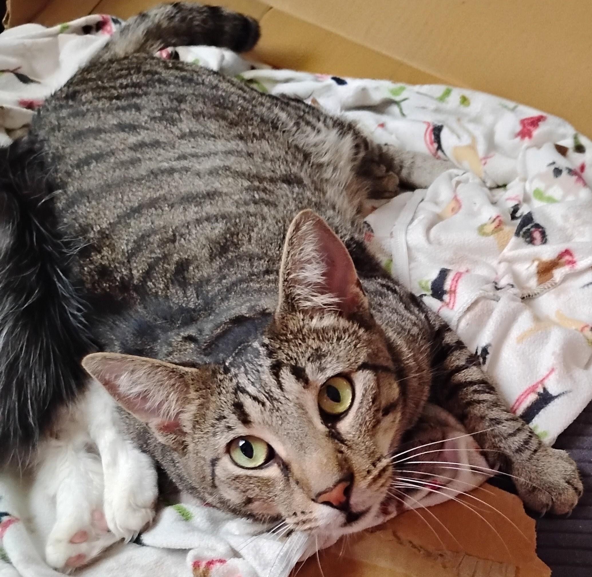Enlarge Barnaby, a Adoptable Domestic Short Hair in Woodland, CA image 2/6