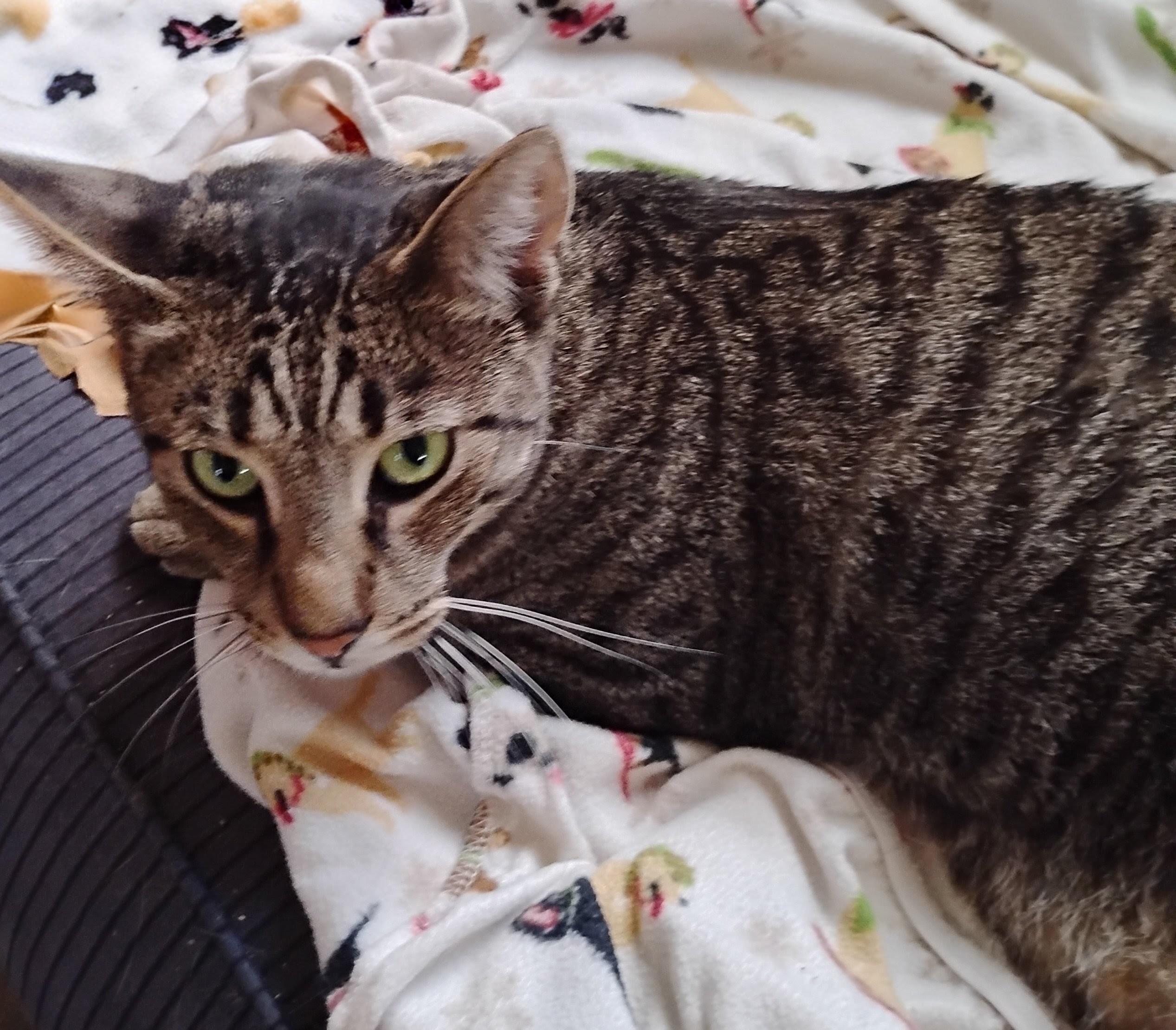 Enlarge Barnaby, a Adoptable Domestic Short Hair in Woodland, CA image 5/6