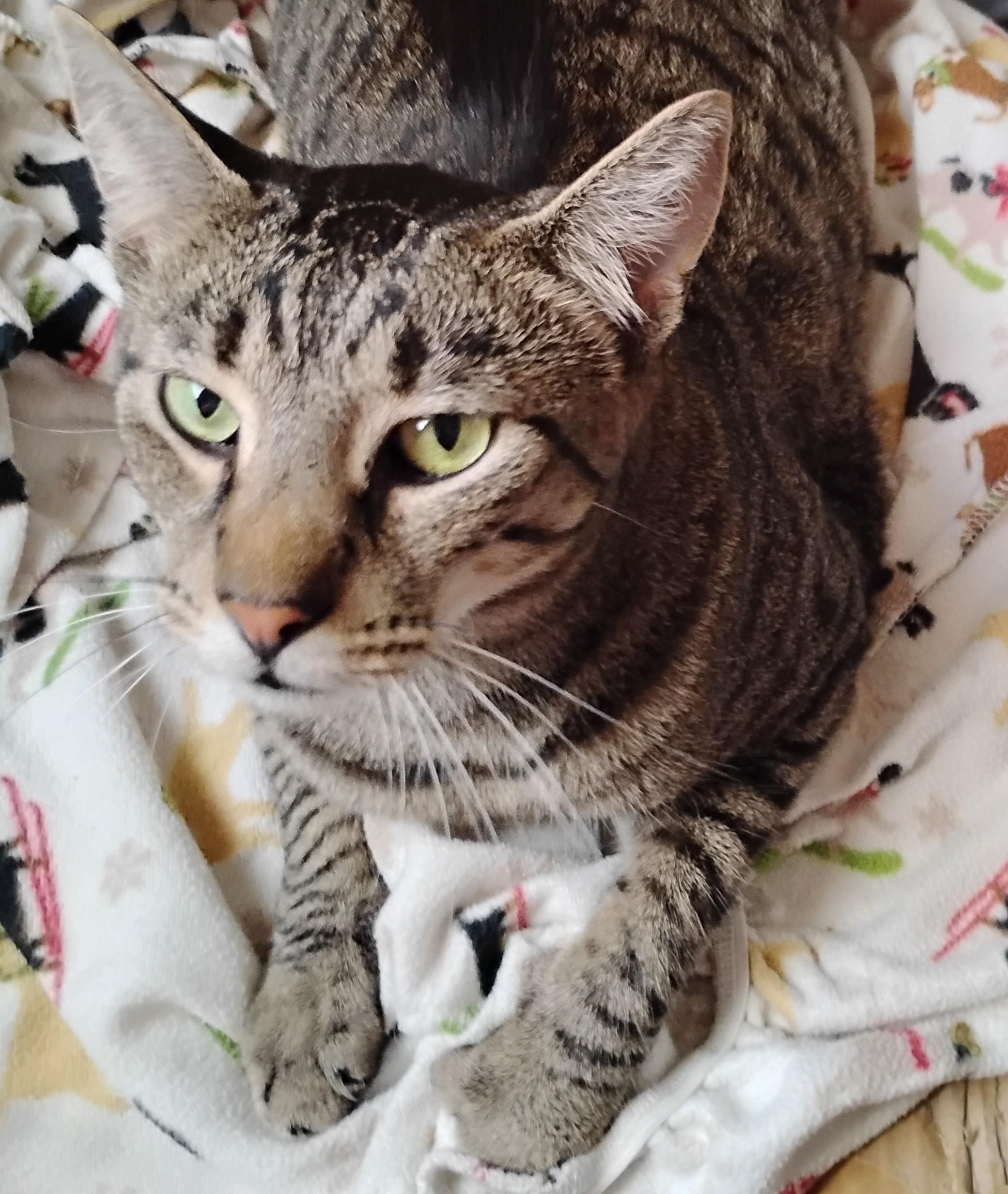 Barnaby, Adoptable, Adult Male Domestic Short Hair.