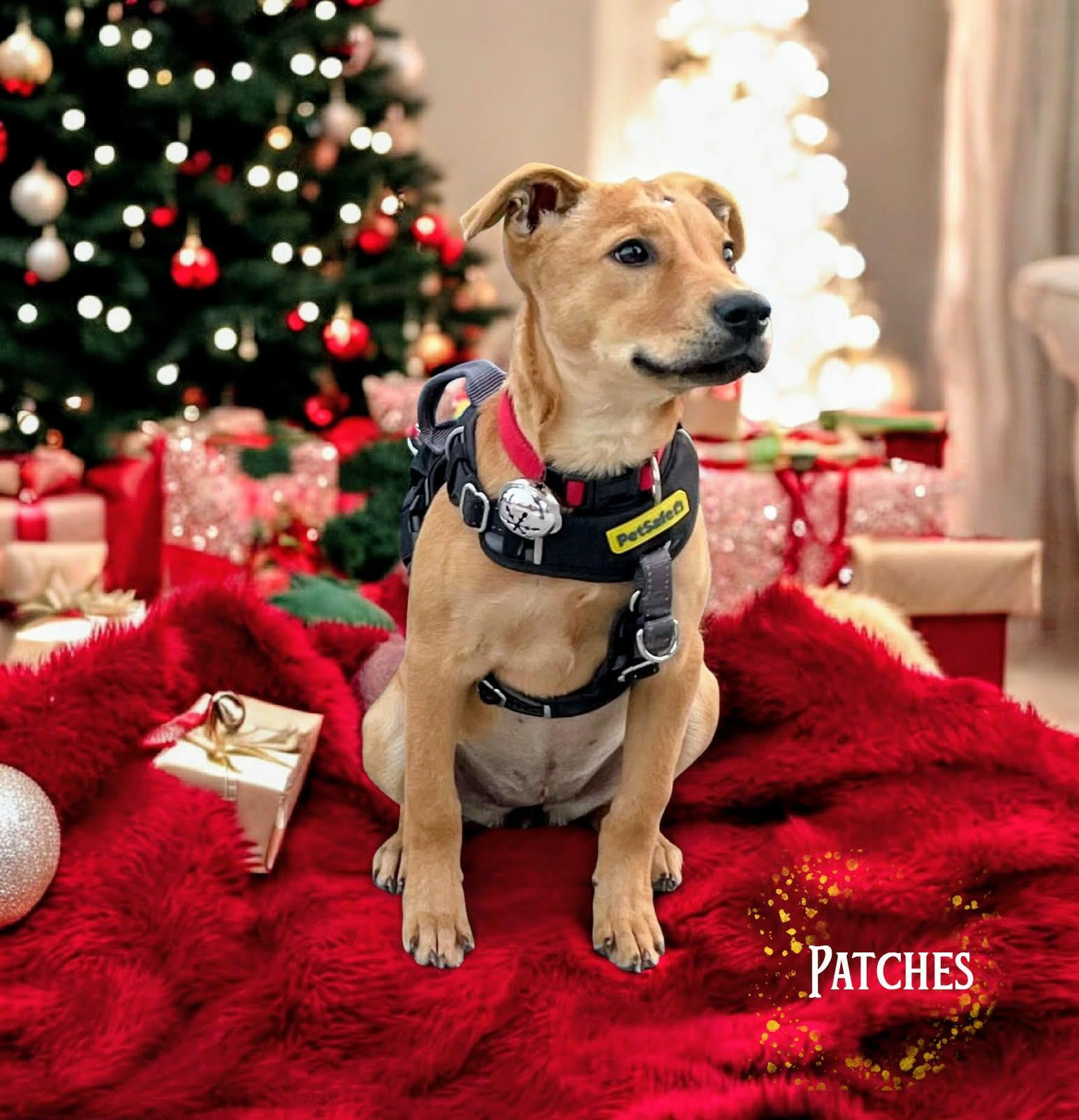 Enlarge Patches, a ADOPTABLE Mixed Breed in Stuart, FL image 2/2