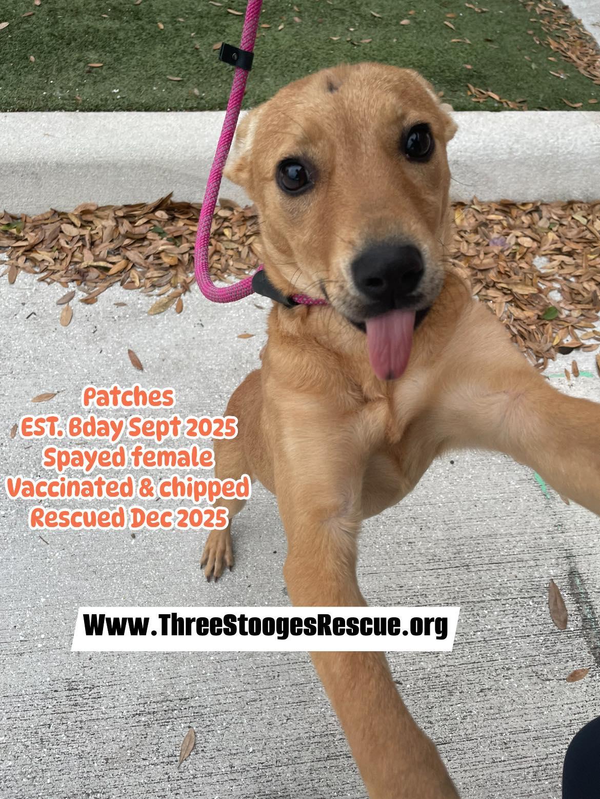 Patches, ADOPTABLE, Puppy Female Mixed Breed.
